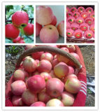 2015 Fresh Qinguan Apple by Shandong Boren