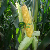 IQF Frozen Middle Sweet Corn Kernel