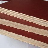 Eucalyptus Core Film Faced Plywood for Sale