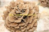 Maitake Extract 20%-60%; Grifola Frondosa Extract; Organic Maitake; Edible and Medicinal Mushroom; Healthcare Supplement