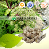 Pure Natural Herb Medicine Angelica Sinensis Chinese Angelica