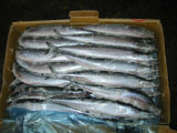 Fresh Frozen Saury Fish Pacific Saury