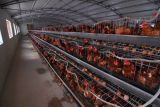 A3l120 Chicken Egg Battery Cage Poultry Farming Equipment
