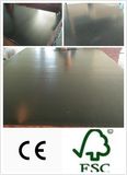 Chinese Local Black Film Faced Plywood Poplar Core (HB116)