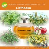 Clethodim (92%TC, 50%TK, 360g/lEC, 240g/lEC, 12%EC)