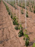 Fiberglass Rods as Nursery Stakes and Tree Stakes, Vine Stakes