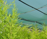 30X25mesh Anti-Insect Netting for Agriculture