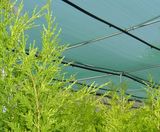 30X25mesh Anti-Insect Netting for Agriculture