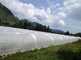 Agricultural Plastic Nets