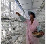 Galvanized Layer Chicken Cage Bird Cage Poultry Cage