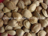 Sweet Almond in Shell (longwangmao 22mm UP)