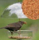 Nutritional Dried Mealworms for Your Wild Birds (MW-01)