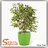 China Supplier Artificial Bonsai Ficus Plant Tree