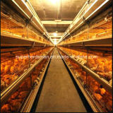 H Type Chicken Cage Breeding System Poultry Equipment