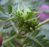 Chinese Herb Medicine Tribulus Terrestris Extract Total Saponins