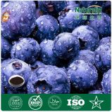 Nat-022 Bilberry Extract, 25% Anthocyanidins (UV-VIS) 5: 1 10: 1 20: 1