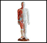 Acupuncture & Muscle Model (M-1-55)