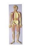 High Quality Nervous System Model