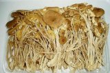 Tea Tree Mushroom / Agrocybe Aegerita