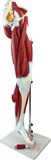 Gradation Dissection of Human Lower Limb Mh02003