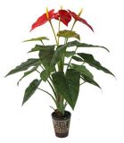 Artificial Plants and Flowers of Anthurium Gu-Lj-15L-3f