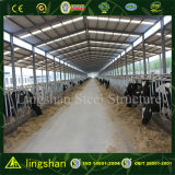 Low Cost Steel Cowshed Building