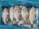 Sell Frozen Tilapia Gutted and Scaled 800+