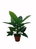 Artificial Plants and Flowers of Anthurium 22lvs Gu-Bj-792-22