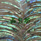 Abalone Shell Laminate Wave Shell Paper