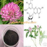 High Purity of Red Clover Extract 8%, 20%, 40% HPLC