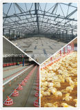 Modern Designed Steel Structure Poultry Farm House