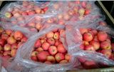 Sweet Chinese FUJI Apples