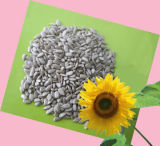 Oil Sunflower Seed Kernels