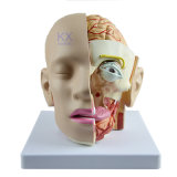 Classical Head Model Brain Model
