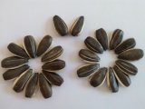 Sunflower Seeds 909 Hot Sales and Good Quality