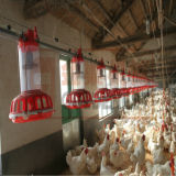 Patented Pan Feeder for Breeder Rearing with Certification (JCJX-56)