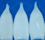 Frozen Squid Tube