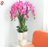 Festival Gift Artificial Bonsai Phalaenopsis for Home and Wedding Decor Gift Flower