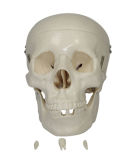 Life-Size Skull (XC-104)