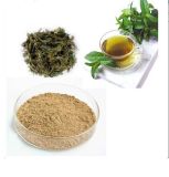 Natural Herbal Green Tea Extract