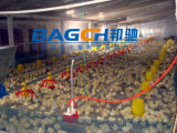 Poultry Farm Equipment for Chicken House