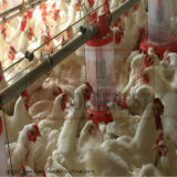 Breeder Pan Feeder for Poultry Farm (JCJX-116)