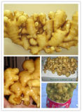 Shandong Boren Chinese Hot Sale Dried Ginger