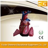 Human Heart Model-Anatomical Model (teaching model)