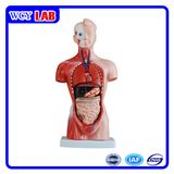 Wcy 26cm Torso Model