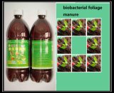 Algae Bio-Organic Watering Manure-------Foliage Fertilzer