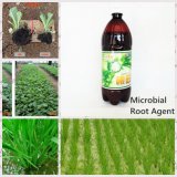 Seaweed Microbial Organic Fertilizer -Microbial Root Agent