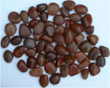 Polished Brown Stones