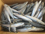 Fresh Mackerel Frozen on Board (200-300g)