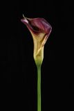 Floramatique Calla